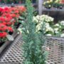 Cypress (Ellwoodii) – Dark Green – 4″ Pot